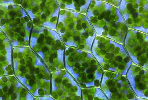 Chloroplasts in plant cells