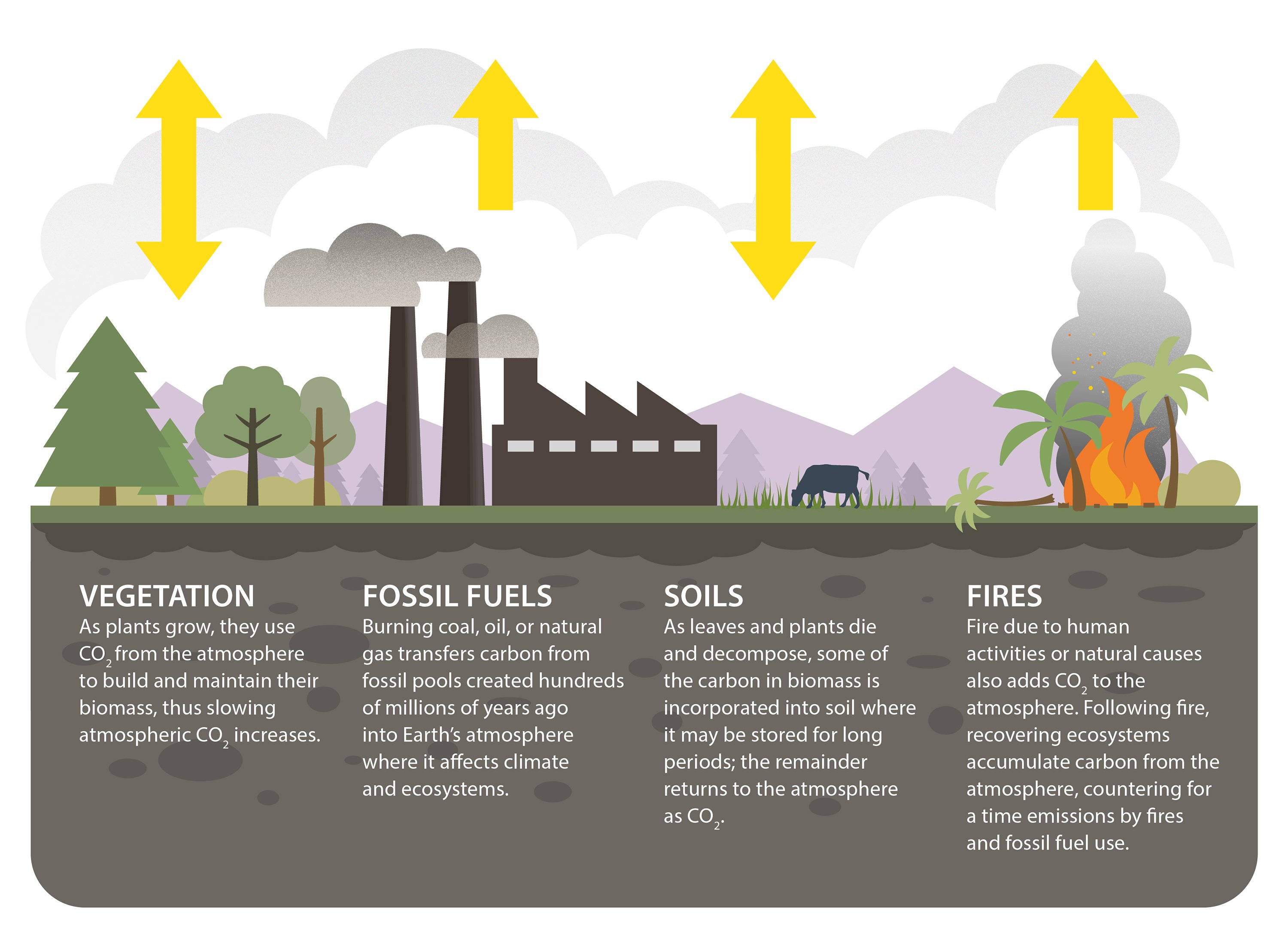 how-co2-affects-photosynthesis