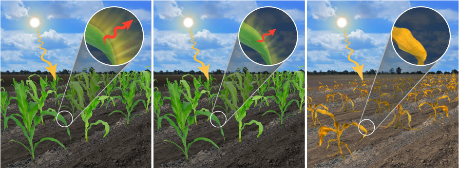 Crop health monitoring using solar-induced chlorophyll fluorescence (SIF) showing plant stress and photosynthesis changes in agricultural fields