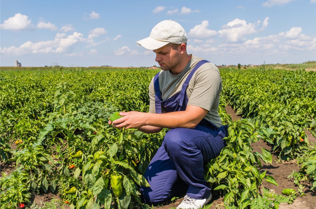 farmer with crops in the field