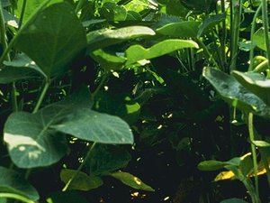 Read article: Building Better Soybeans for a Hot, Dry, Hungry World