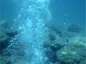 Read article: Seabed test mimics carbon dioxide release